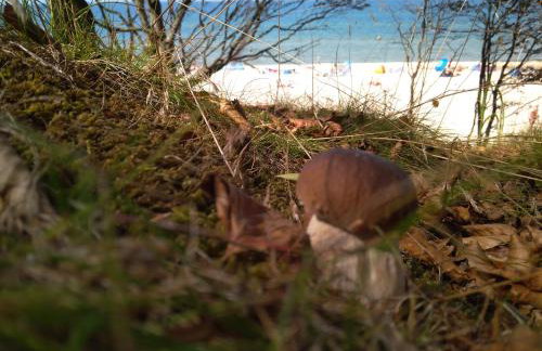 Apartament Magiczna Dębina - Foto 11