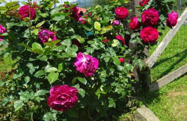 Agriturismo la Fattoria al Crocefisso - Foto 18