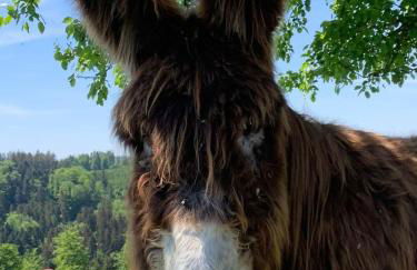 Lana Salta Alpakas - Gemütliche Gästezimmer auf dem Bauernhof - Foto 27
