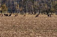 Alte Schäferei Bad Gottleuba - Foto 22