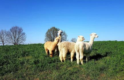 Siedlisko Przy Lesie Alpaka 3 - Foto 29