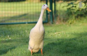 Pension Entenhausen - Foto 46