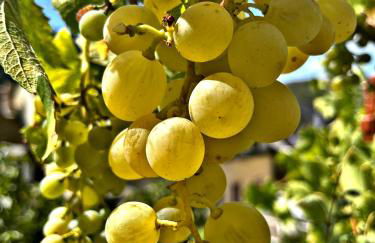 Bürgerhaus Zeltingen Apartment I - Foto 13