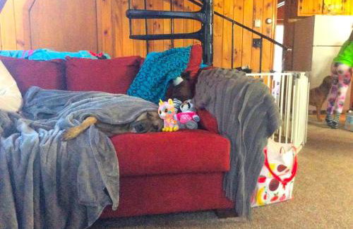 Dog-Friendly Chalet Rental near Whiteface Mountain and Lake Placid, New York - Foto 16