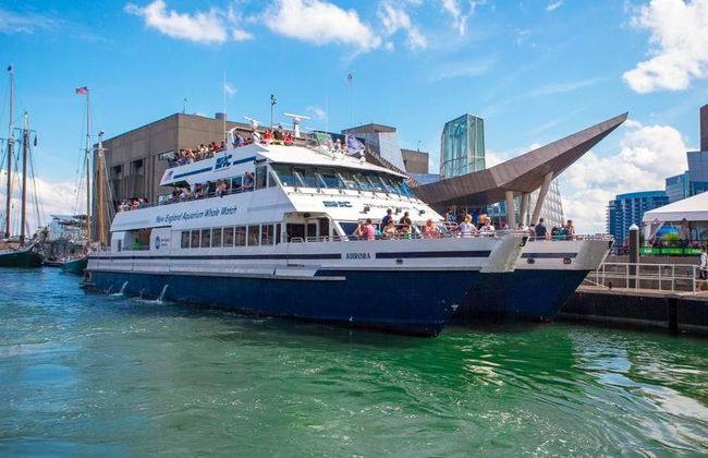 Crucero de avistamiento de ballenas del New England Aquarium - Foto 3
