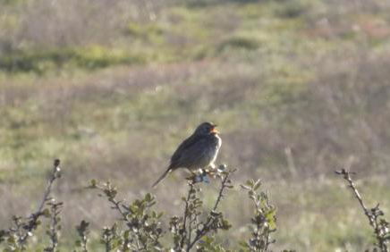 Casa da Comadre - Casas de Taipa - Foto 37