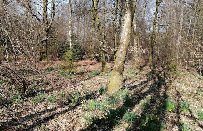 Nice Chalet by the Woods in Saint-leger - Foto 35