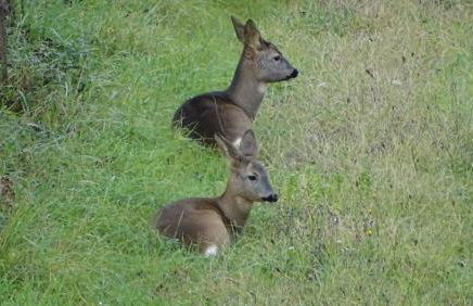 Poggio Olivo - Foto 18