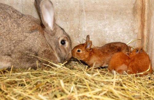 Le Gite de Caroline - Avec Parking Privé - Foto 27