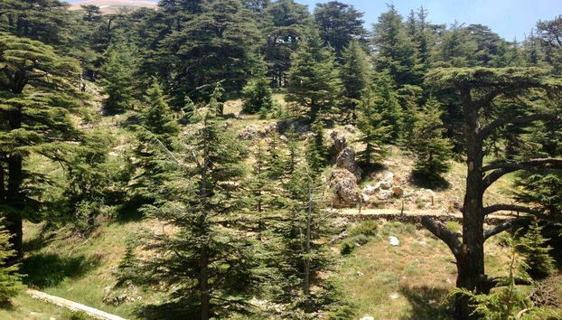 Excursión al Valle de Qadisha y el bosque de los Cedros de Dios - Foto 2, Bosque de los Cedros de Dios