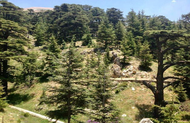 Excursión al Valle de Qadisha y el bosque de los Cedros de Dios - Foto 1