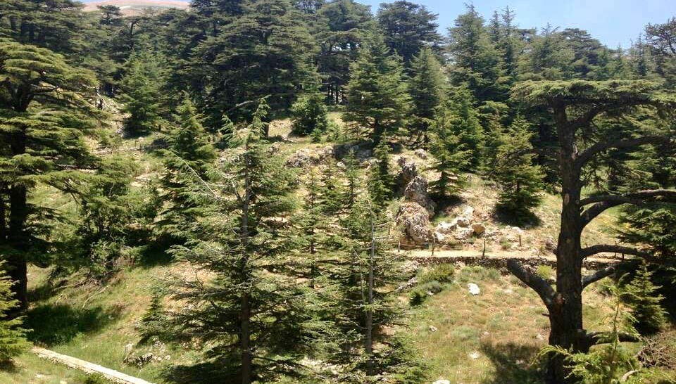 Bosque dos Cedros de Deus