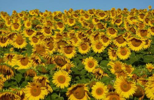 Casa Montale - Foto 10