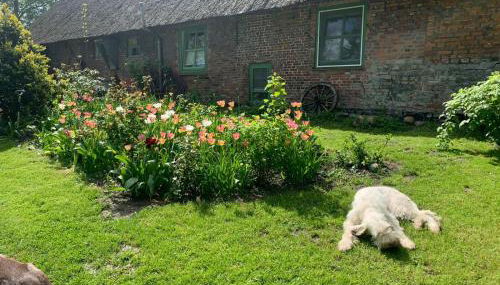 Kruemelkate - Foto 3