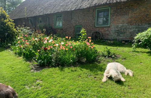 Kruemelkate - Foto 3