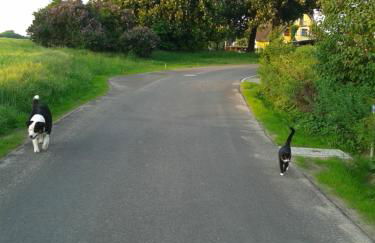 Haus Rosengarten- Ruhige Ferienwohnungen im Grünen - Foto 27