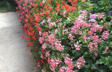 Finca las Palmeras - Foto 37