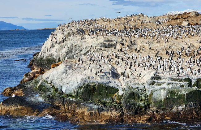Pingüinera de isla Martillo + Paseo en barco por el canal Beagle - Foto 1