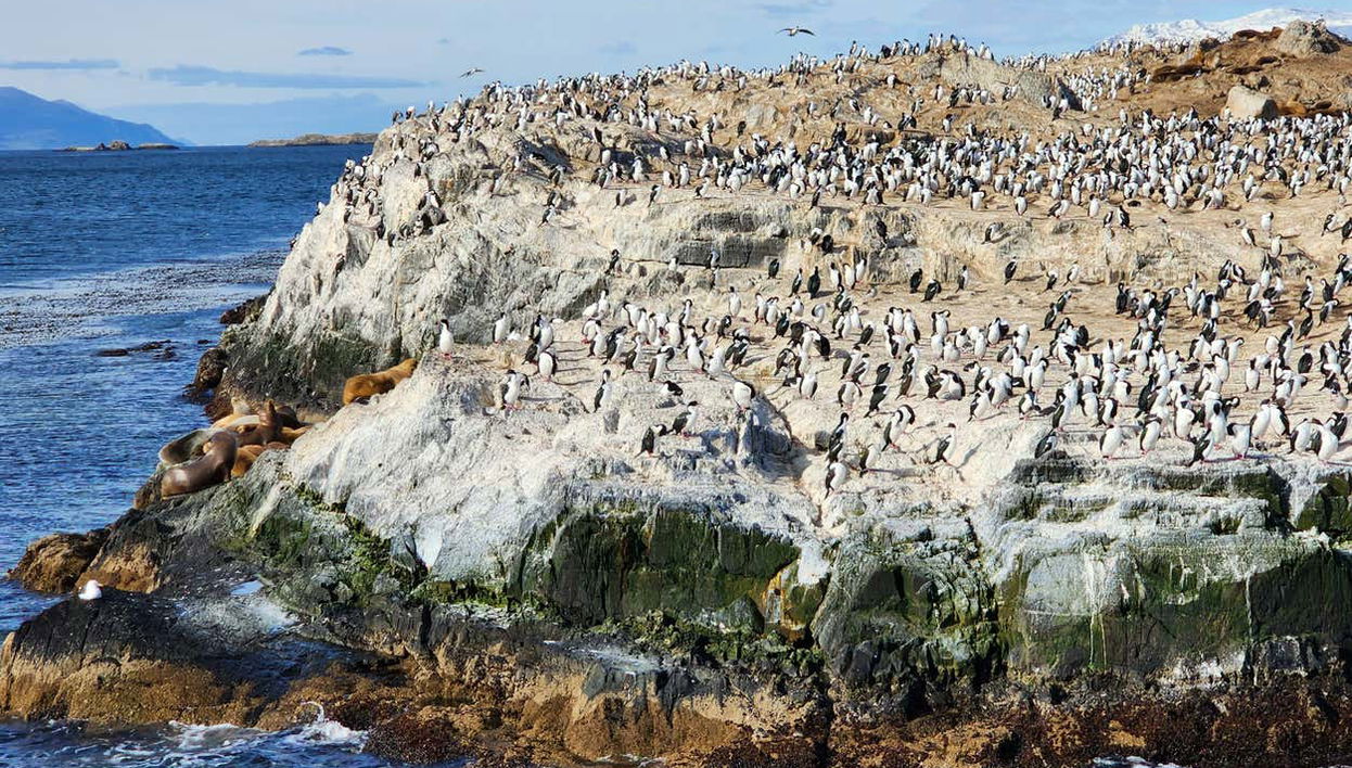 Pingüinera de isla Martillo + Paseo en barco por el canal Beagle - Foto 1