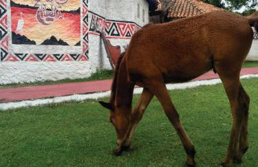 Pousada Marajoara- Hotel Fazenda-Turismo de Aventura - Photo 14