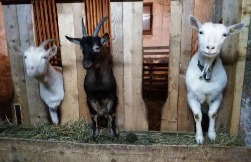 Perchnerhof - Foto 17