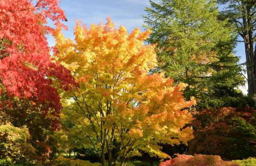 Alexis Cottage Tetbury Cotswolds - Foto 16