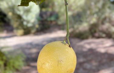 Cortijo Bablou - Foto 78