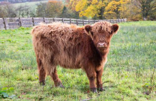 Balmule House - Foto 41