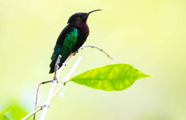 Birdwatching a Castries Waterworks - Foto 9