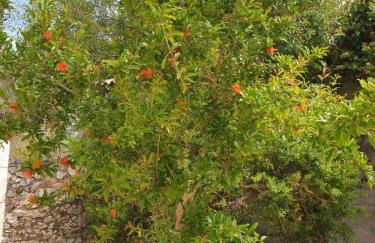 Villa Clio - Foto 66