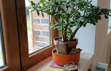 Les hirondelles - Foto 26