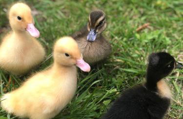 Rothbury Hideaway - Photo 23