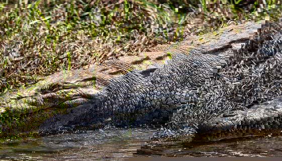 Crocodilo do Zoológico Miguel Álvarez del Toro