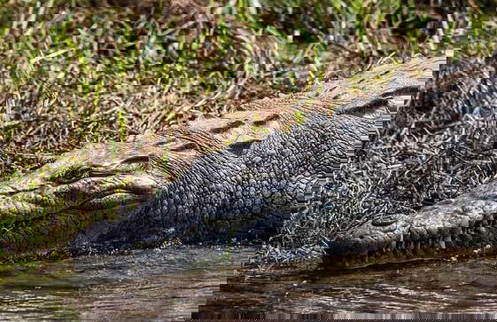 Punti panoramici del Canyon del Sumidero, Zoomat e Cristo di Chiapas - Foto 1