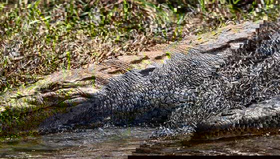 Cocodrilo del Zoológico Miguel Álvarez del Toro
