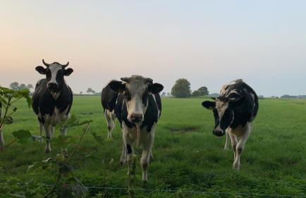 Ferienwohnung Suederbootfahrt - Ruheoase für Naturliebhaber in Katingsiel zwischen Tönning und St Peter Ording perfekt für Radtouren - Foto 6