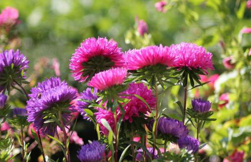 Gemuetliche Ferienunterkuenfte mit Garten in Zweedorf - Foto 44
