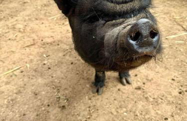 Villa Boeddu, relax tra mare e campagna - Foto 70