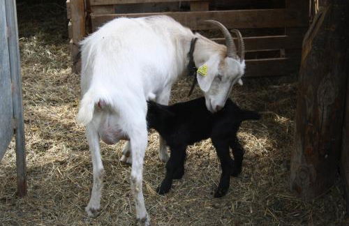 Apartamentos L´Era de Baix - Foto 67