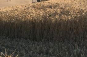 Agriturismo La Valle della Lavanda - Podere Mezzastrada - Foto 15