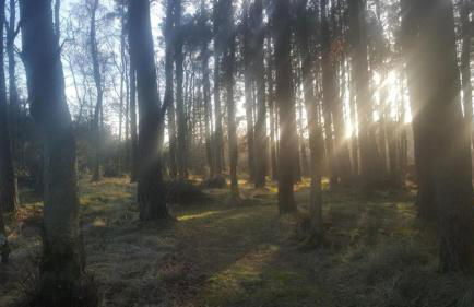 Fern Lodge - Luxury Lodge with steamroom in Perthshire - Photo 25