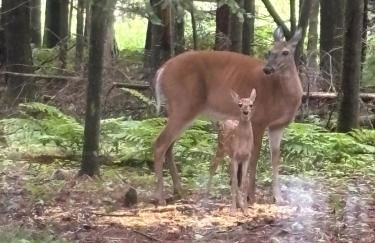 Rustic Willow Retreat - Outdoor Adventures cabin - Foto 31