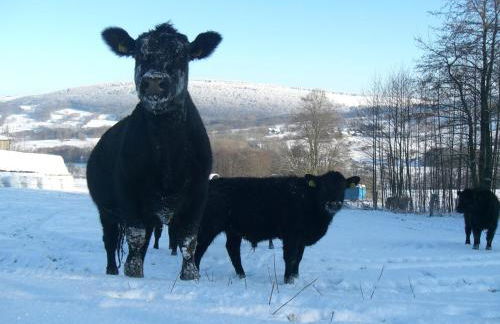 Ferienhof Heufelder Hof - Foto 8
