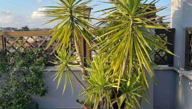 Terrazza Talenti - Photo 3