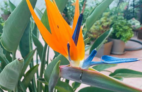 Figueres Center - Foto 44