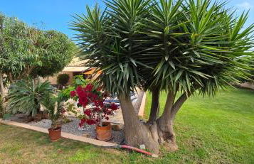 CASA LA SIESTA- Ruhiges Ferienhaus in Cala Ratjada, 300 m vom Strand Son Moll entfernt - Photo 24