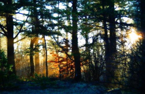 Chata pod 7 lipami - Photo 34