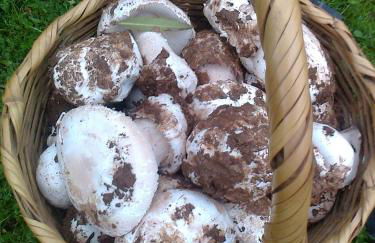 Antigua Panadería de Valdelarco, chimenea con horno 2 Hab 4 pers mas 2 max - Foto 8