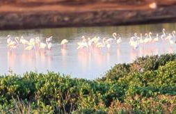 Mare Sole Vento 38 Punta Prosciutto - Foto 28