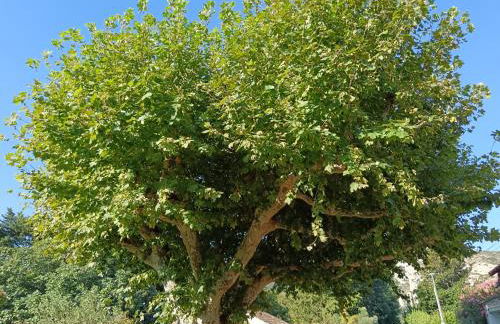 Gîte des deux platanes - Foto 17